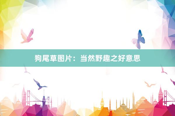 狗尾草图片：当然野趣之好意思
